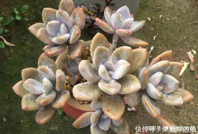 最皮实的多肉冬美人,不但四季可以露养,而且用什么土栽种都可以