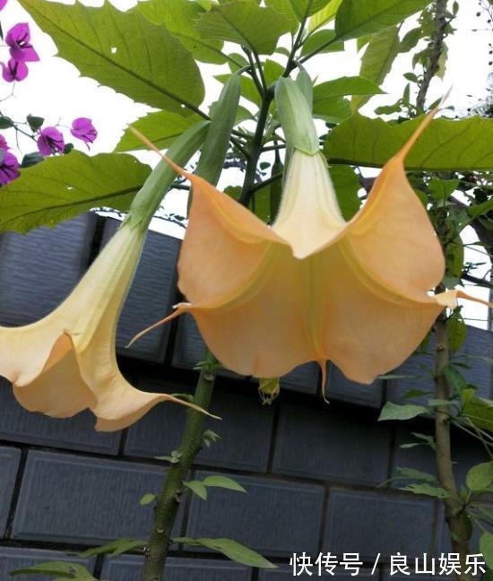 此花，有毒，多闻闻也不行教你方法，让养护正常，让家人安全