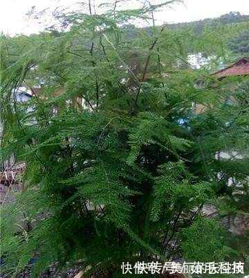 栽植|家里的文竹稀稀拉拉，真难看，用了这1东西，发疯的长，不黄叶