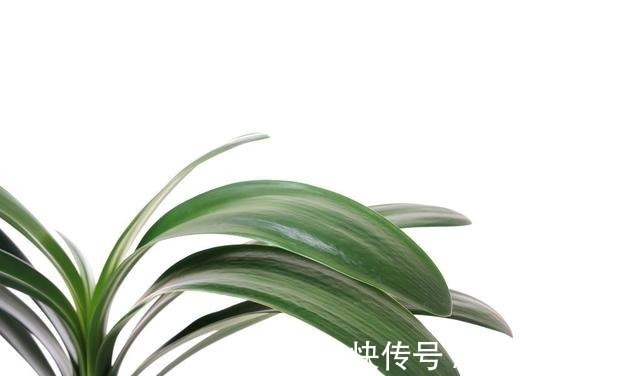 光照|夏天来了,君子兰喜欢“1多2少”,既能安全度夏,又能长花芽