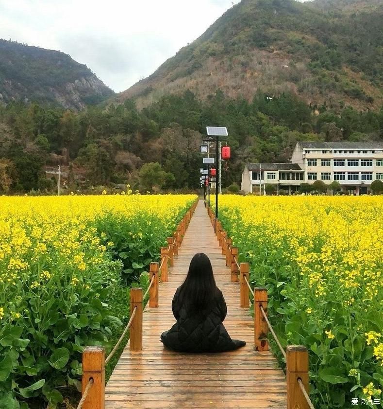 油菜花把春天写成了诗