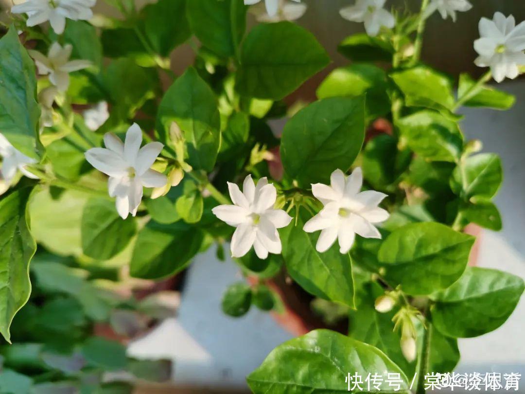 酸性|天生爱淋雨的花,多淋几次,连肥料都省了