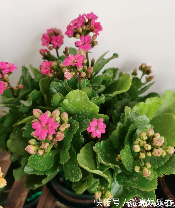 新芽|3种花马上要“醒了”,抓住时机养护,秋天呼呼冒新芽