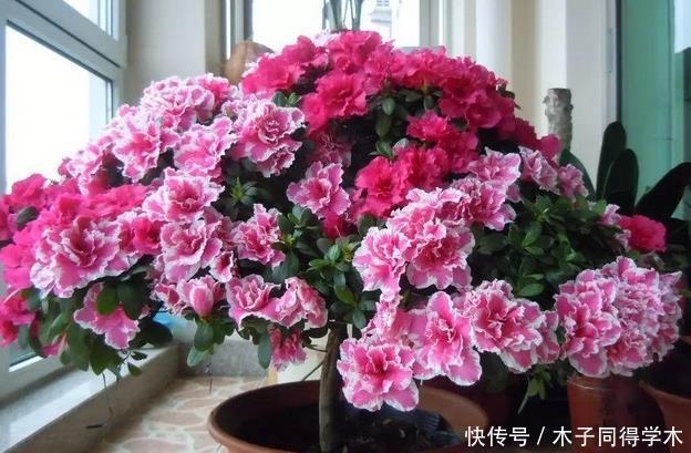 杜鹃花总是开完花就落叶枯萎吗?做好这4点,年年开爆盆