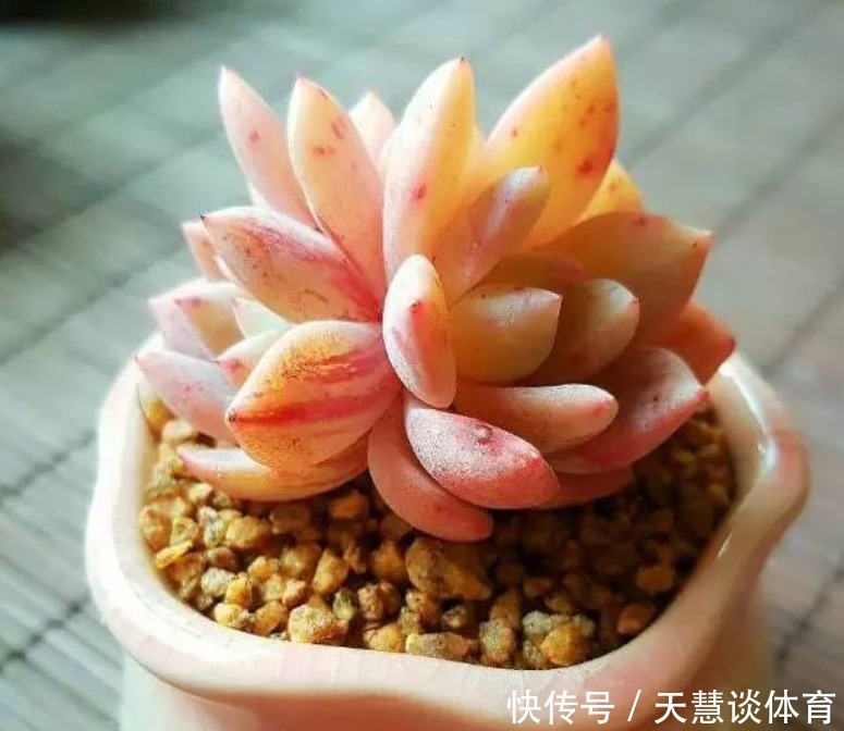 多肉植物|多肉爱喝2种“肥水”,一月给2次,叶子胖嘟嘟,养成“小胖墩”