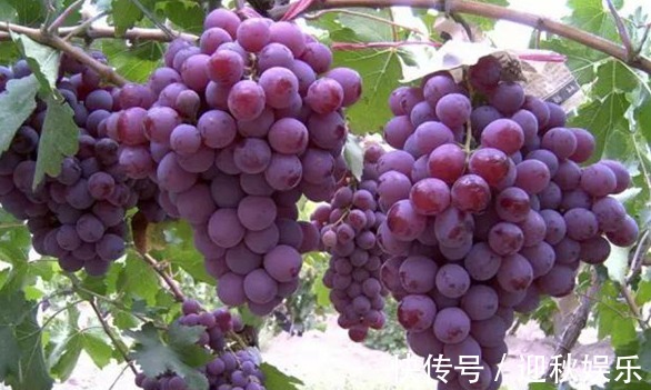 葡萄干|高血压,贫血患者不妨常吃葡萄,还有助于女人改善睡眠,杀菌消炎