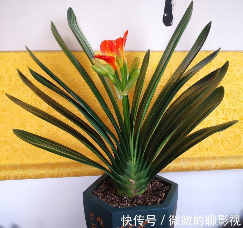 5种公认的富贵花，适合养客厅，贵气又吉祥，有钱人家都爱养