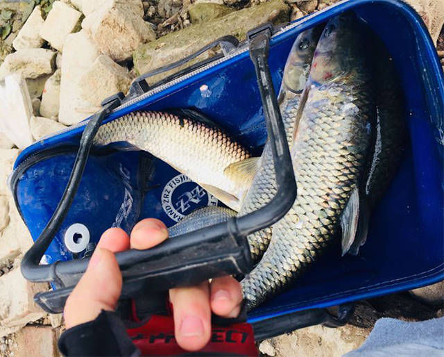 和网鱼|野河资源就是好!看看这些大鱼,感觉在这里钓鱼能让人发家致富