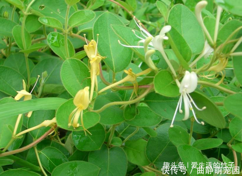 金银花和山银花的区别,认识一下,根据需要,可以区分就好