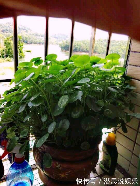 夏天里的“暴发户”,养盆铜钱草,天天爆盆,里里外外全是“钱”