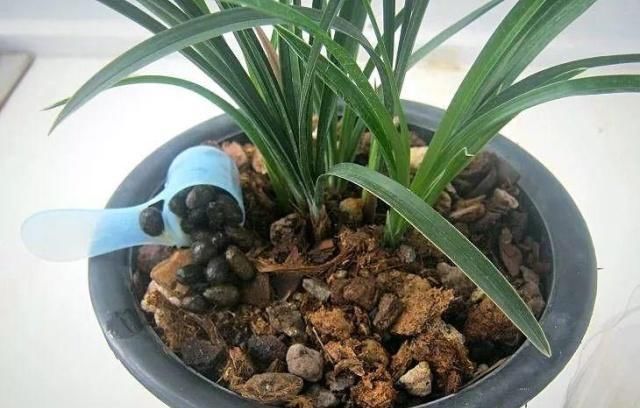 浇水|公认最难养的8种花，叶子动不动就发蔫，新手慎买！