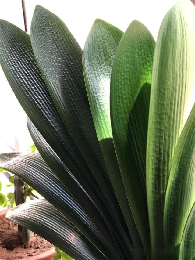 初秋给君子兰“换位置”,2种肥水轮着浇,君子兰叶片油亮爆花旺