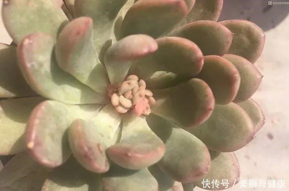 相见恨晚的“多肉爆盆法”,挑个心,切一刀,新芽多到溢出盆!