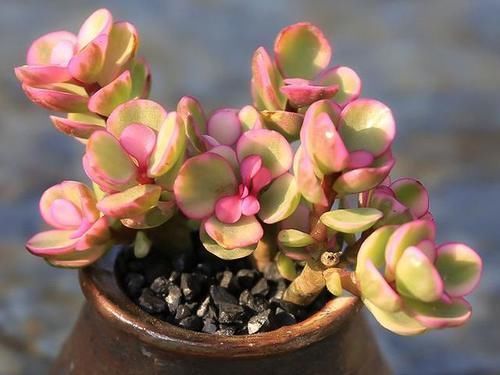 3种“零差评”的多肉植物，新手、老手都喜欢，养成老桩更好看