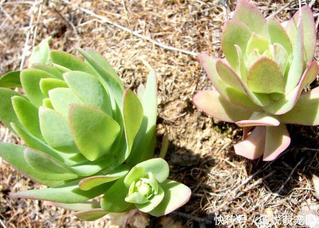 农村屋顶长“瓦松”,可别轻易拔掉,这东西好着呢