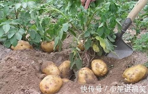 降血糖|红薯、山药、土豆，糖尿病患者吃升血糖还是降血糖？要抽空看看