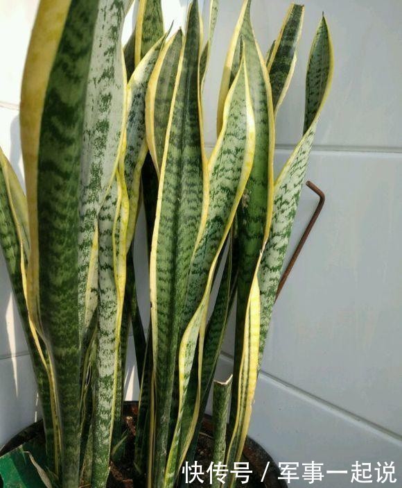 叶子|鸿运当头叶子打卷,出现黄叶,学会巧养,开出大火炬