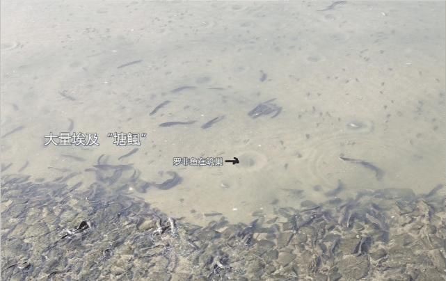 深圳龙华，小河沟内大鱼乱爬！钓鱼人：为何不开放垂钓？