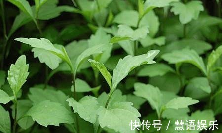 降压|高血压遇到了以下死对头, 这两种花泡水喝, 血压乖乖降下来