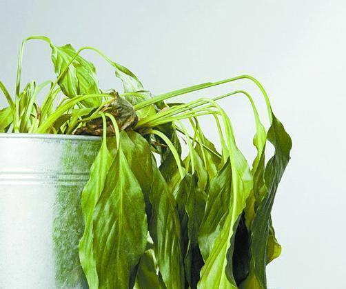 养花遇见虫害怎么办用这6种肥水浇花，虫远离叶翠绿