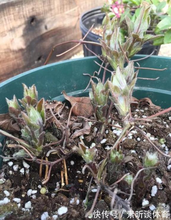 施肥|她养铁线莲，每年早做三件事，从不为开花发愁，今年我要向她学习