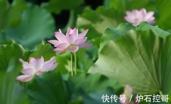 夏花明|30句绝美夏天诗句，带你领略夏天的美