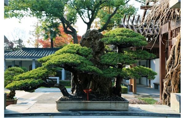  盆景|上海植物园“海派盆景”成功申遗 匠心坚守传承优秀文化