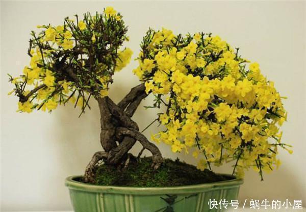 客厅|2种树养客厅,年后枝头开花,花期长达2个月,太漂亮