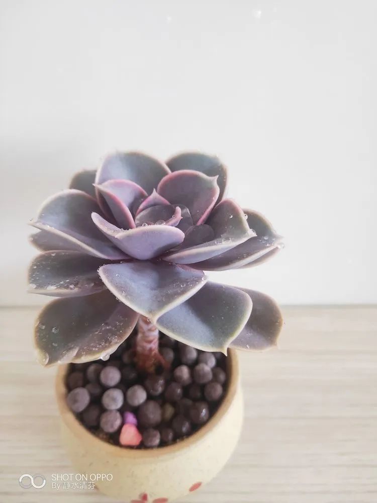 状态一般的多肉们，在我这儿已经是最美的存在了！