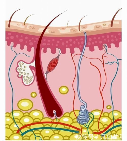 皮脂腺|美丽秀发需要精心护理，还需要补充5种营养素，发质好，更健康