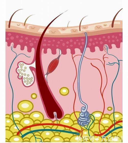 皮脂腺|美丽秀发需要精心护理,还需要补充5种营养素,发质好,更健康