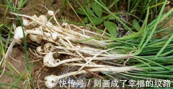 肠风热毒|农村遍地生长的十大野菜,浑身都是宝,降三高防癌,城里人抢着吃