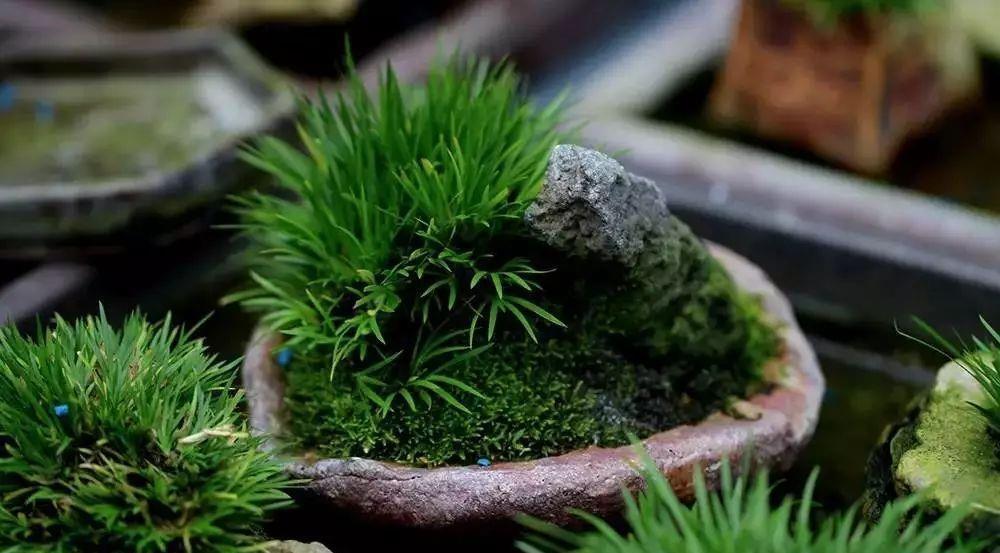 喝水|7种花,夏天太能“喝水”,一天浇一遍,10天爆满花