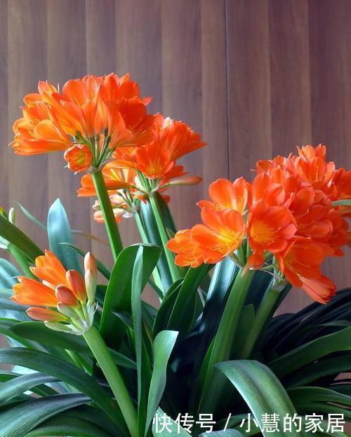 杜鹃花|公认难养的2种花,老花农也难养出状态,养花新手慎养!