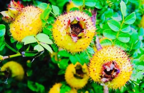 最佳排湿毒期，常吃“黄金果”，湿毒消失，止咳还抗癌！