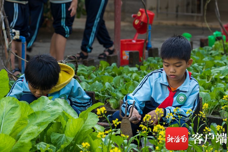 菜地|儋州藤根小学：把课堂搬到菜地 七彩田园课程让孩子快乐学习