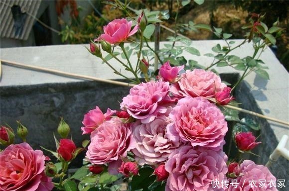 6种“网红”月季,专为阳台而生,养一盆1年365天都有花赏!