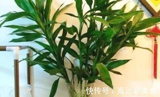养花|养花也要用点药，每次只需1粒，不黄叶，不烂根，新叶蹭蹭长