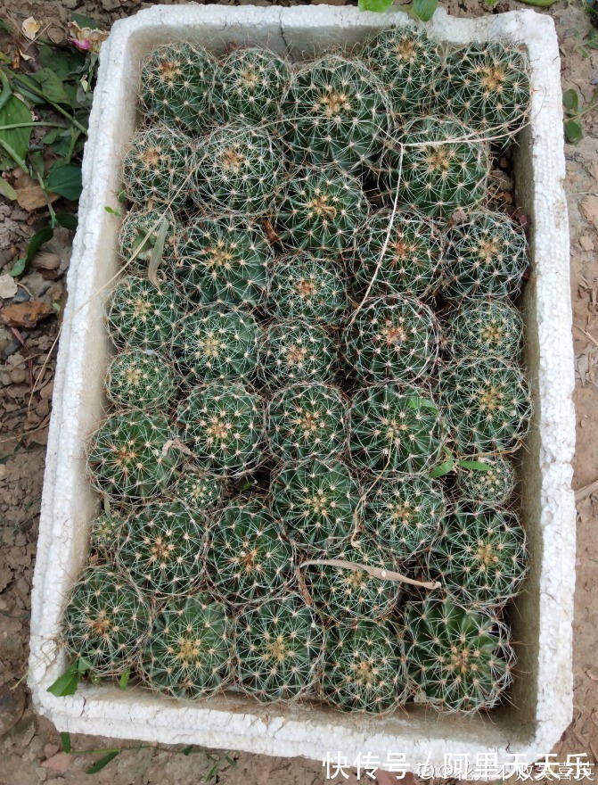 开花的仙人球，刷一下、结籽千千万，撒土里冒一盆苗！