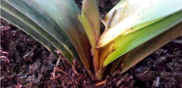 烂根|君子兰，两种“零食”喂下去，叶肥花多，爆满盆