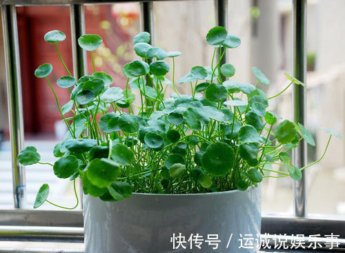 栽种|4种名字带“财意”的植物,是吉祥的观赏花,家里有空建议养一盆