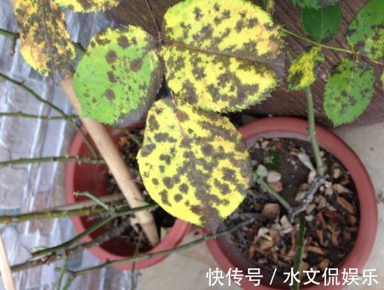 花芽|阴雨天来了，月季黑斑、卷叶子，赶紧剪、喷点药，半月就开花
