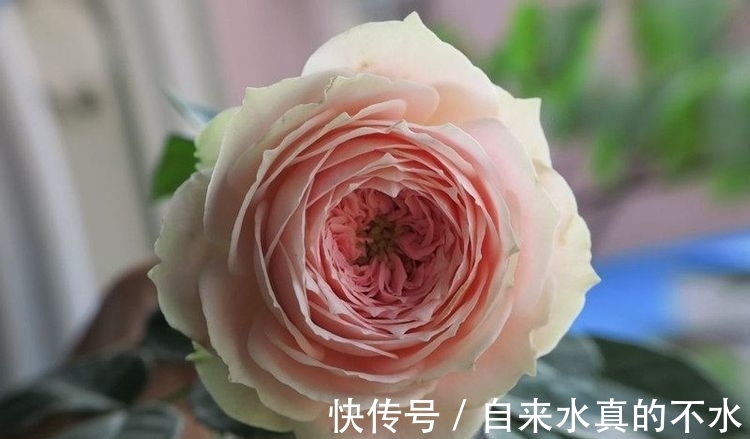 秋海棠属|家养几种花,花期长,花色艳丽,开成花海,邻居都羡慕!