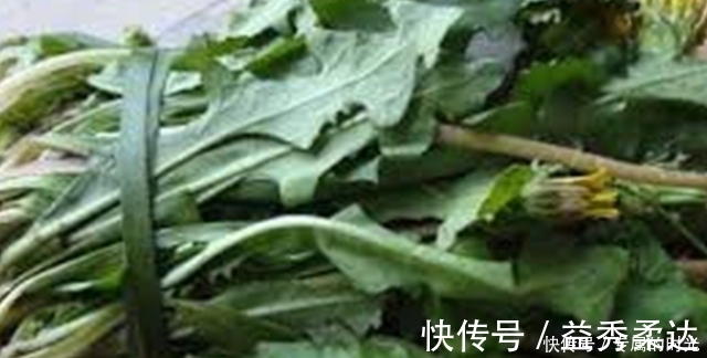 蒲公英|蒲公英效果好,每天一杯“驱散”癌细胞,什么时候采摘最好?