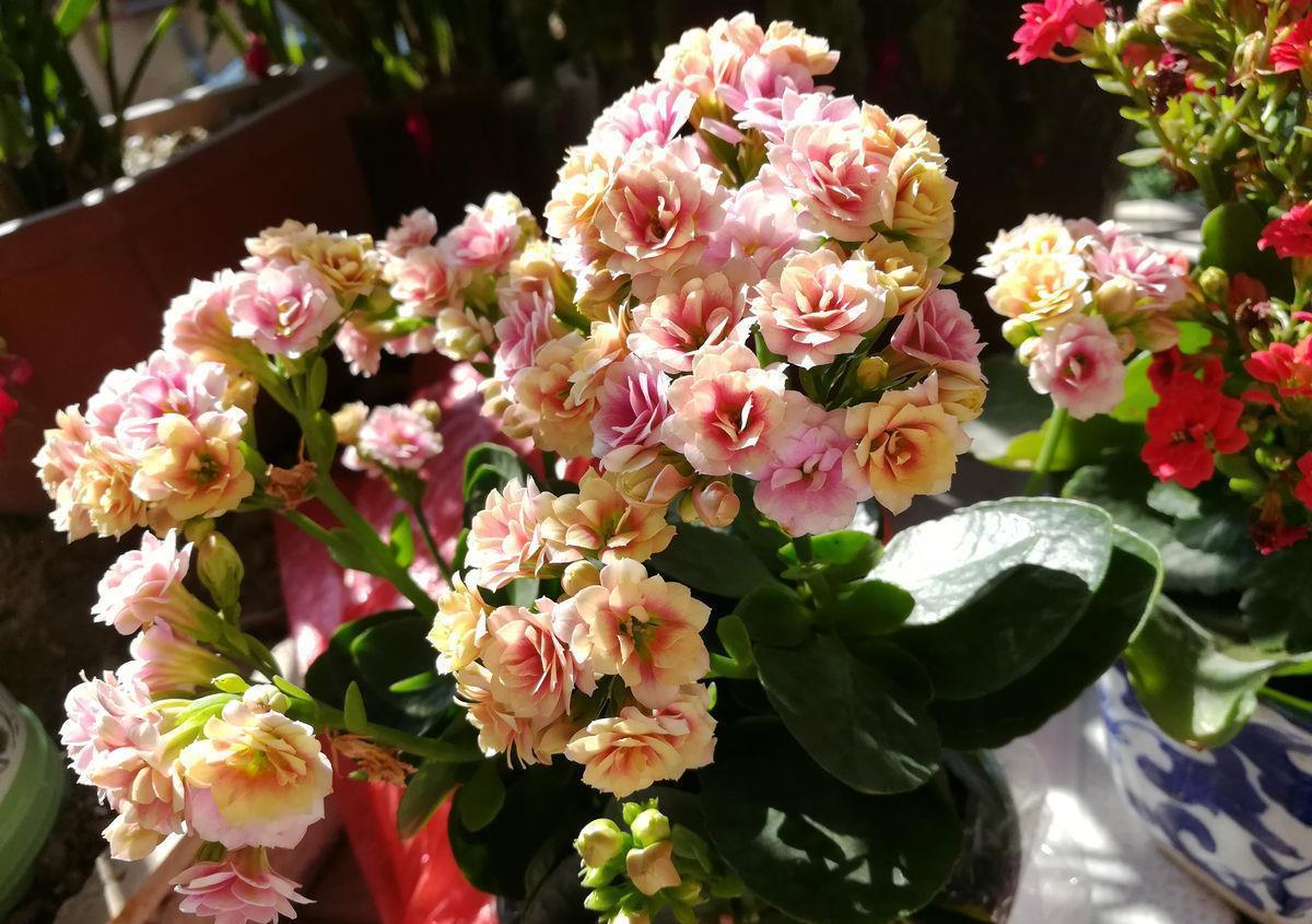 浇水|人养花,花亦养人,老祖宗的话不是没道理,室内要养“健康花”