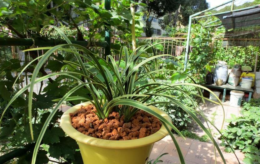 土壤|养花想盆栽土越来越肥沃,想不年年换土,隔3个月添些它就搞定