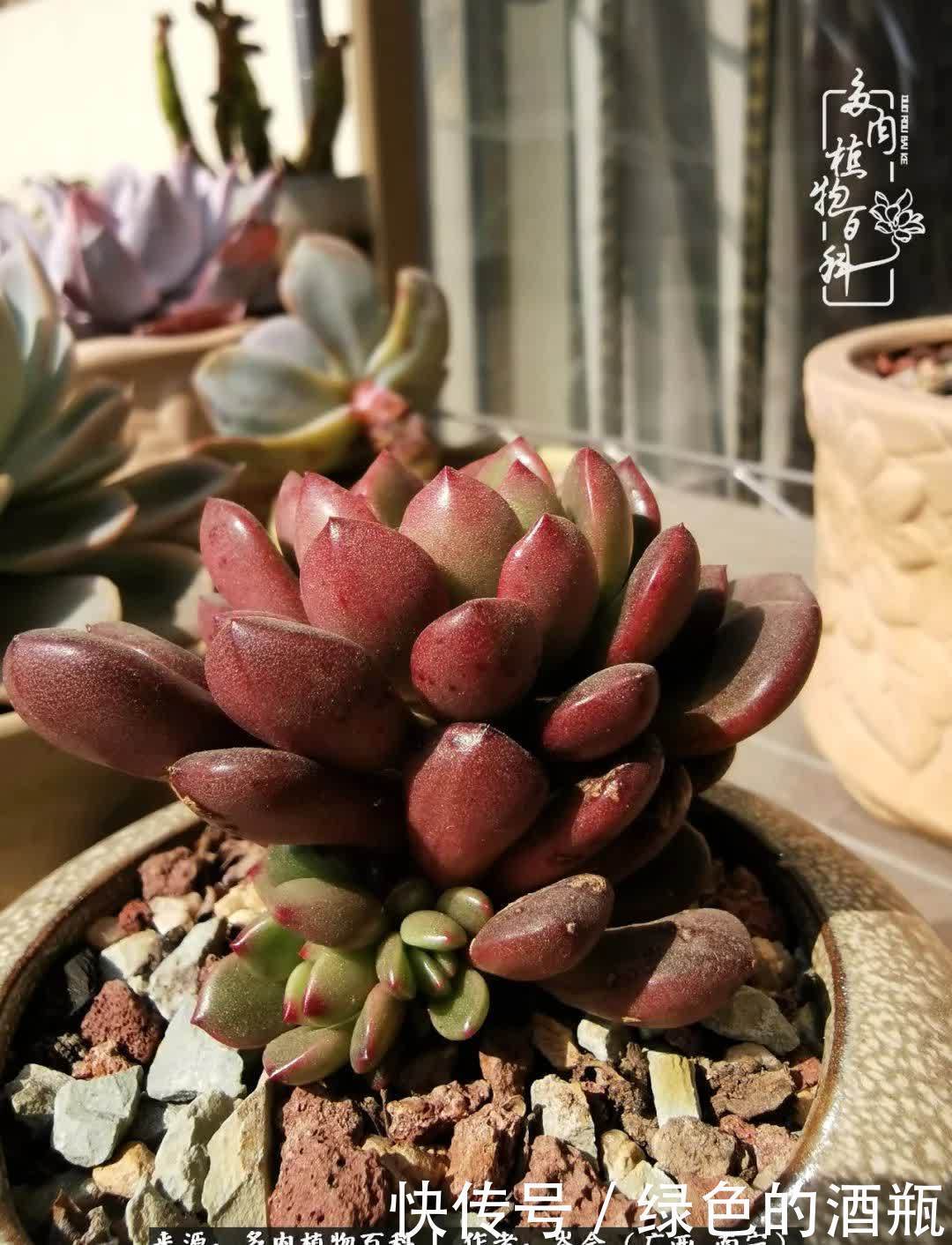 无关利益,不计得失,多肉给了我不一样的感受温暖的方式