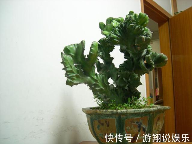 镇宅|身高八尺的“麒麟掌”,养护3个要点,长的威风凛凛,保家镇宅