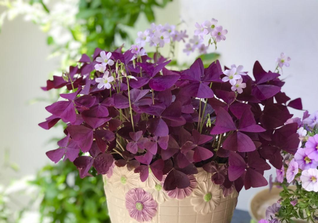 这盆吊兰养2年，年年开满小金鱼，大吉大利好喜气