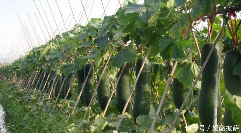 高手|养生高手都爱吃的一种美食,降血糖、降血压,可惜知道的人不多。